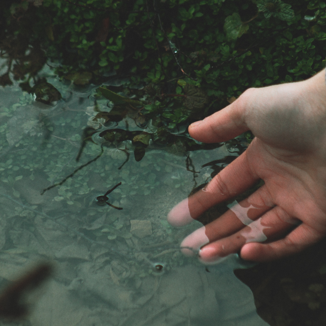 A human hand reaches into a shallow body of water with a frog swimming near the fingers, surrounded by green aquatic plants and clear water.