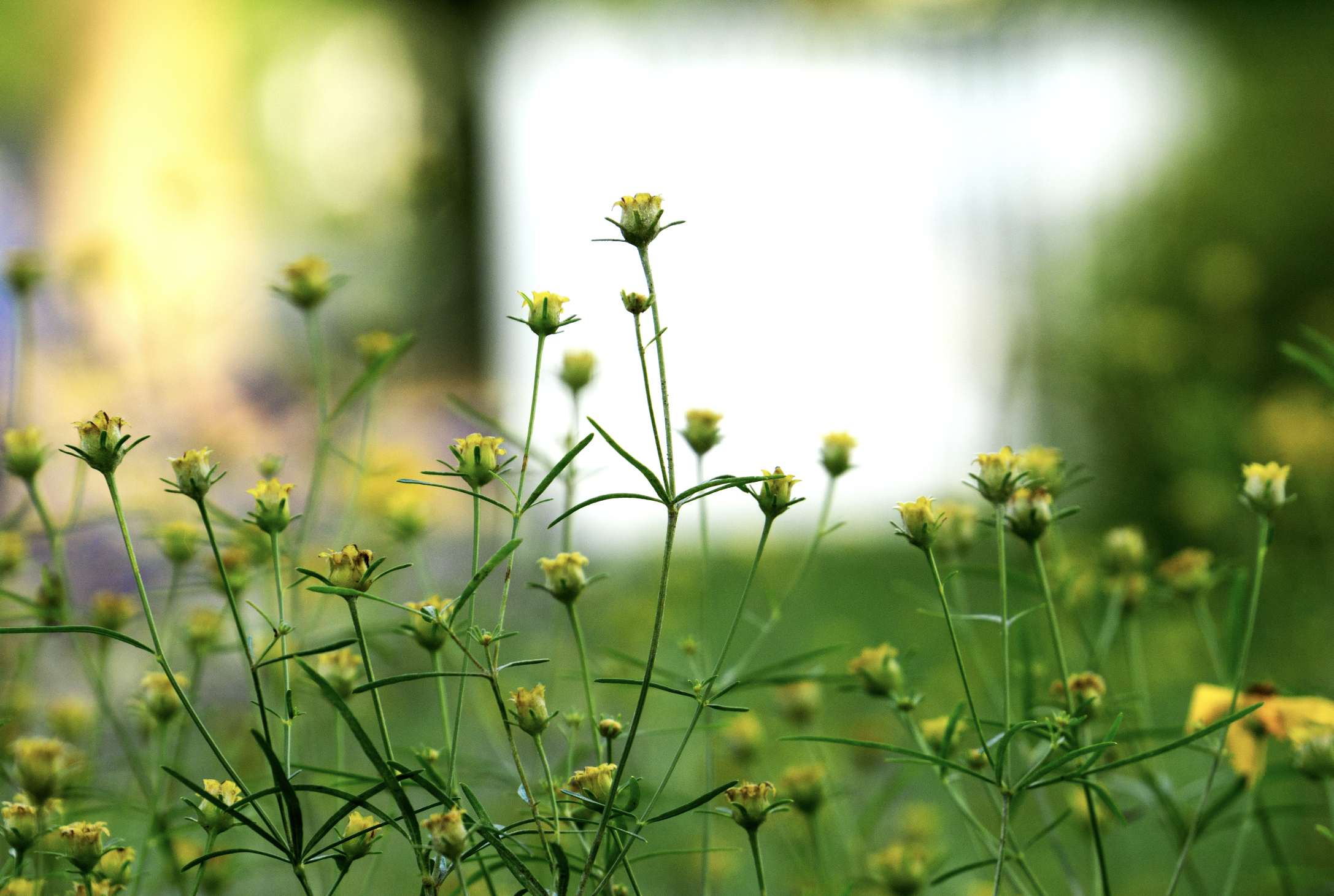 Screenshot 2024-09-24 at 11.22.36 AM.png