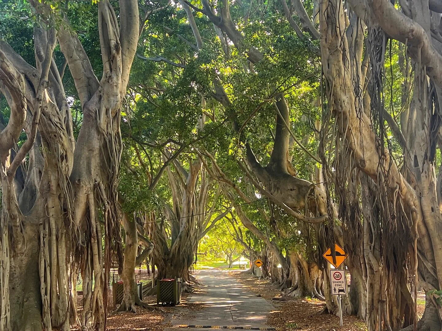 Beautiful #nielsenpark #loves_trees #scape_captures #rebel_scapes #ig_trees #loves_sydney #jacarandatree #morton bay #fig #tree #loves_sydney #vaucluse #sydney #australia