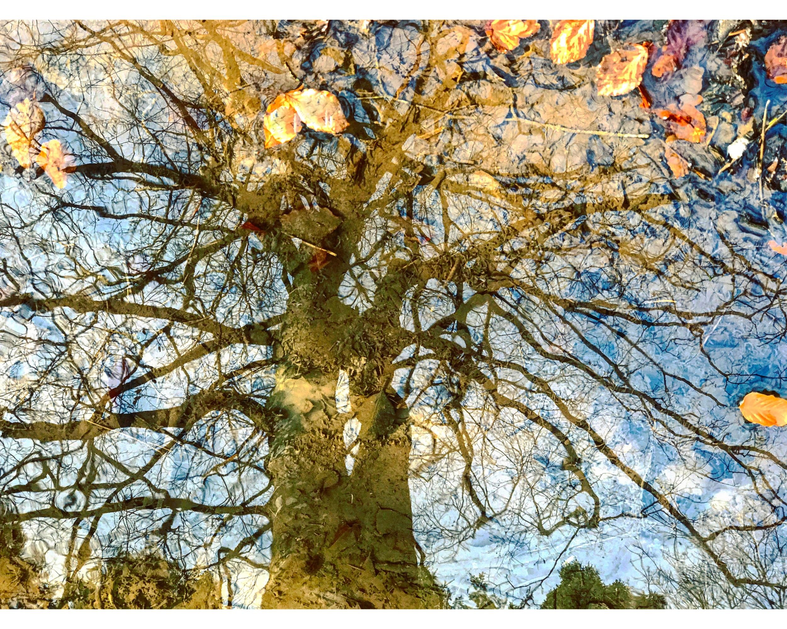 WINTER BEECH REFLECTING