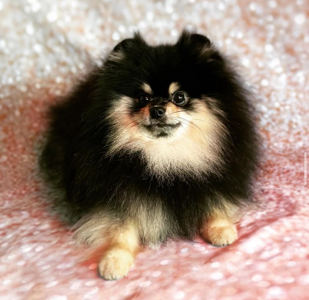 Precious lad having a photoshoot