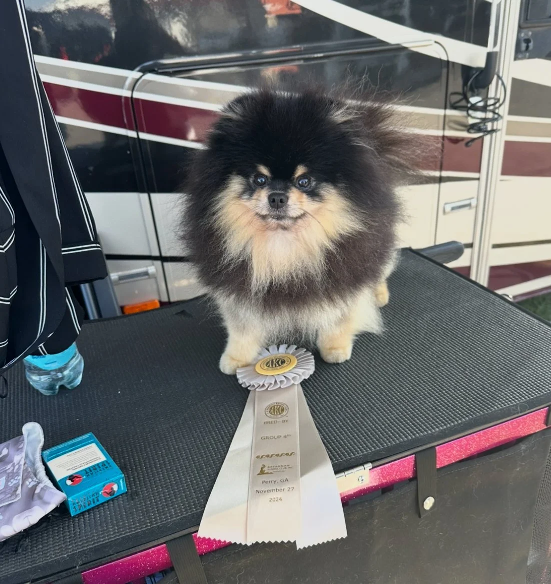 3rd in Bred By Exhibitor!