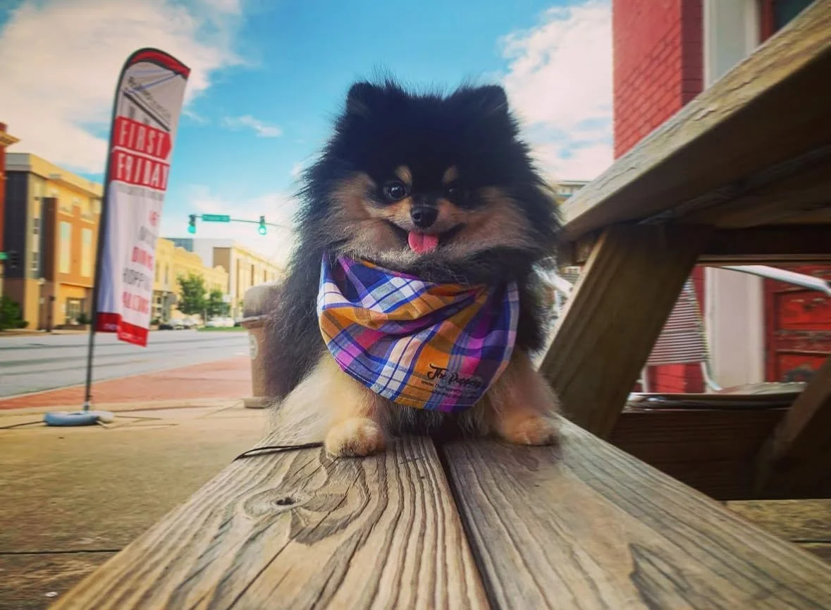 Downtown pupper