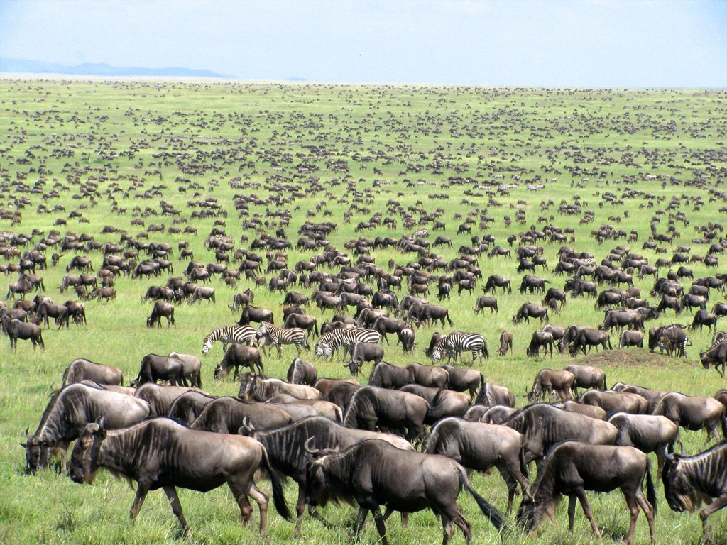 Great-Migration-Tanzania-Kenya-Masai-Mara-Serengeti-East-Africa-herd-123934744.jpg