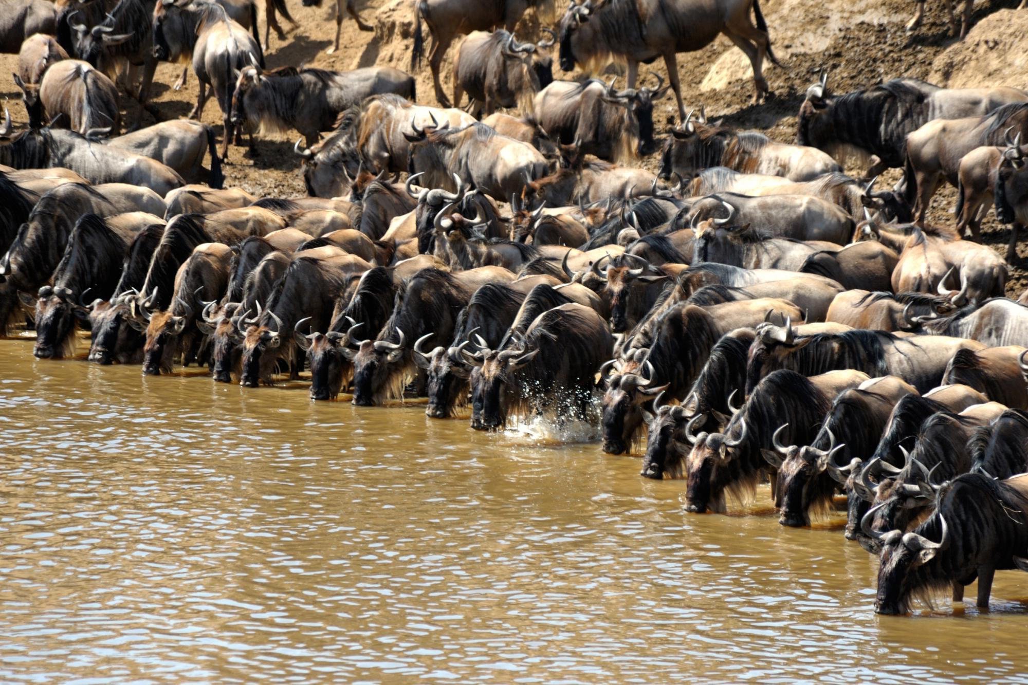 Kenya_Masai_Mara_Game_Reserve_Wildebeest_Migration.jpg