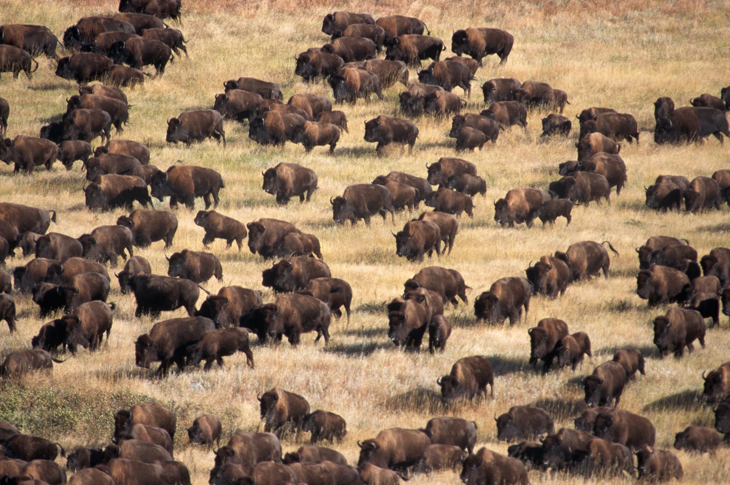 south-dakota-bison-herd.jpg
