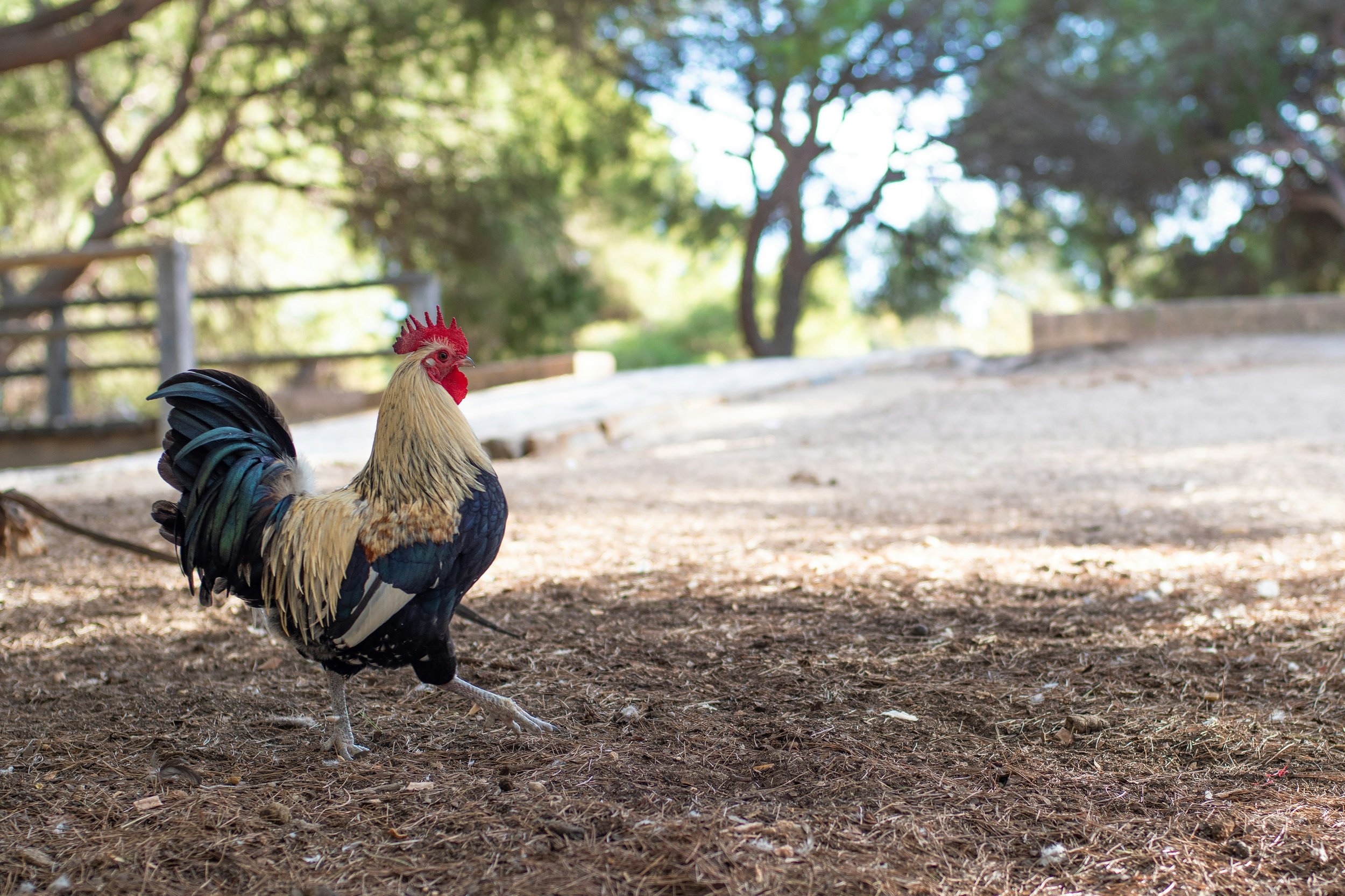 Adult Rooster