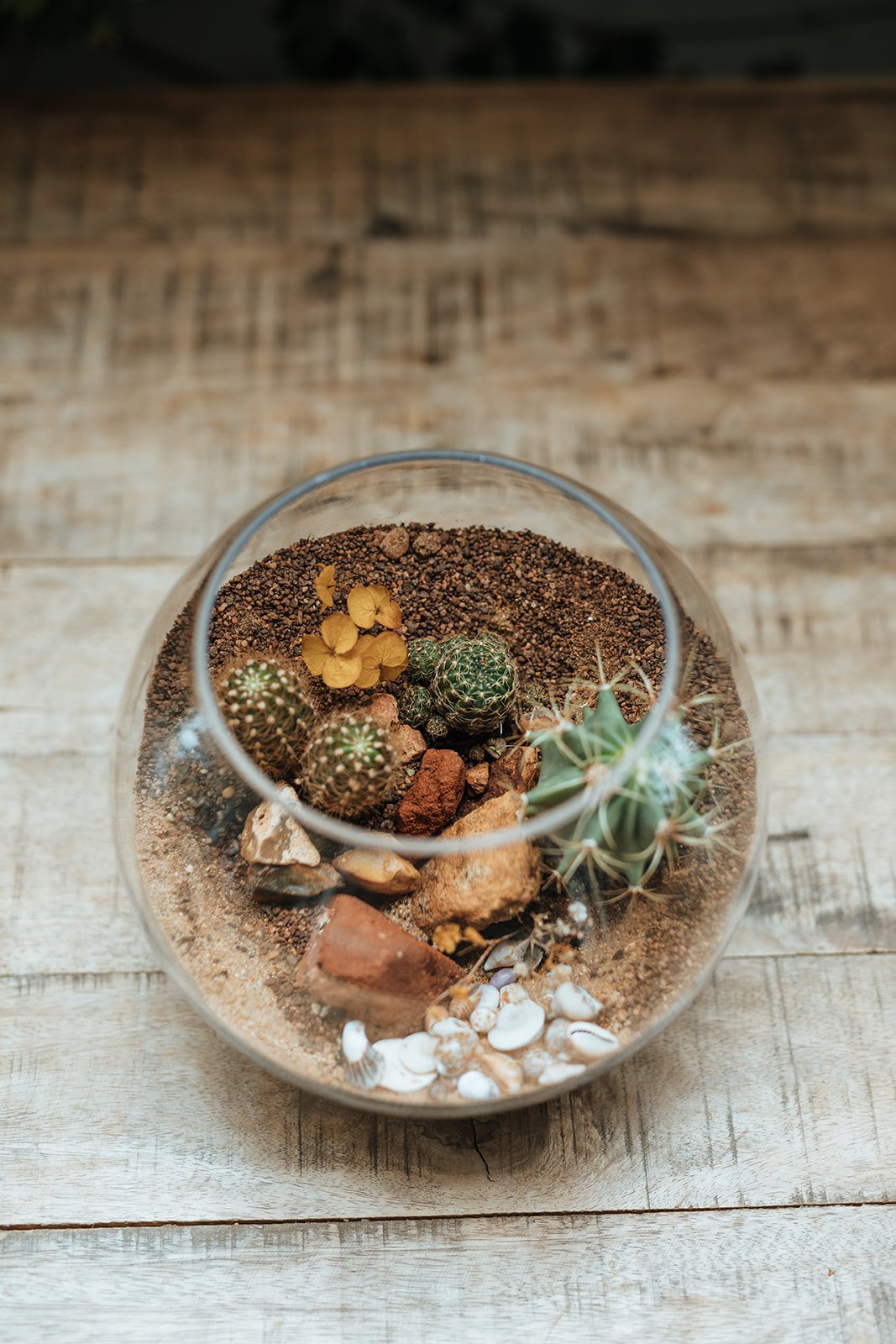 Desert Cactus Terrarium