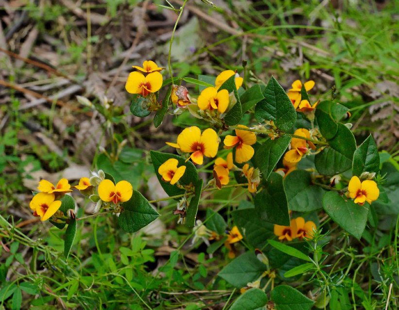 Platylobium formosum.png