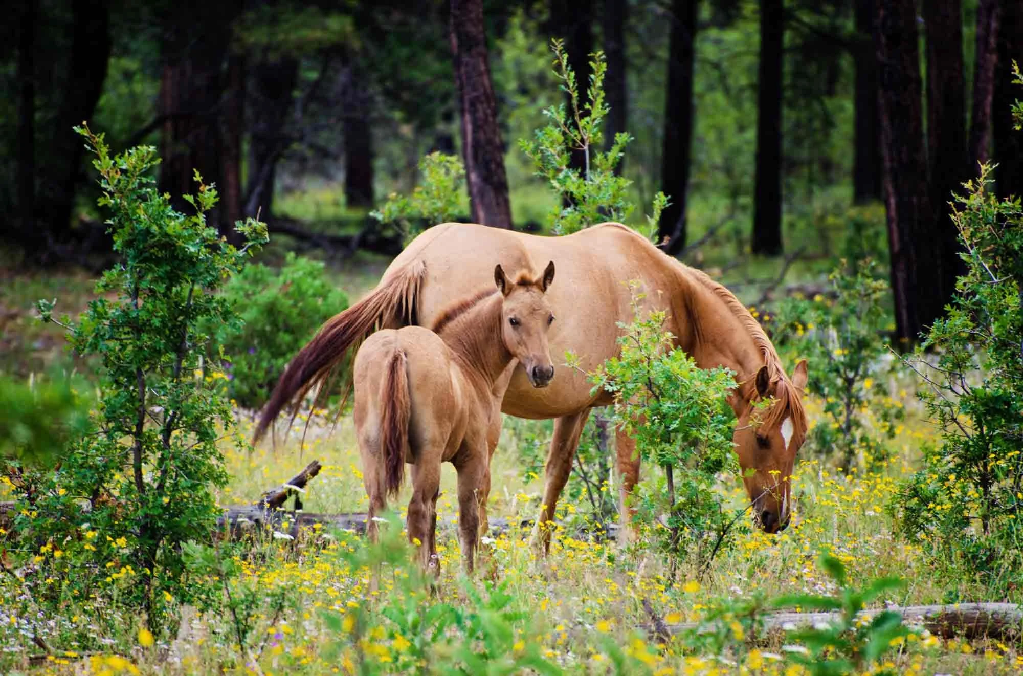 A mare and foal grazing in a forest clearing surrounded by green foliage and yellow wildflowers.