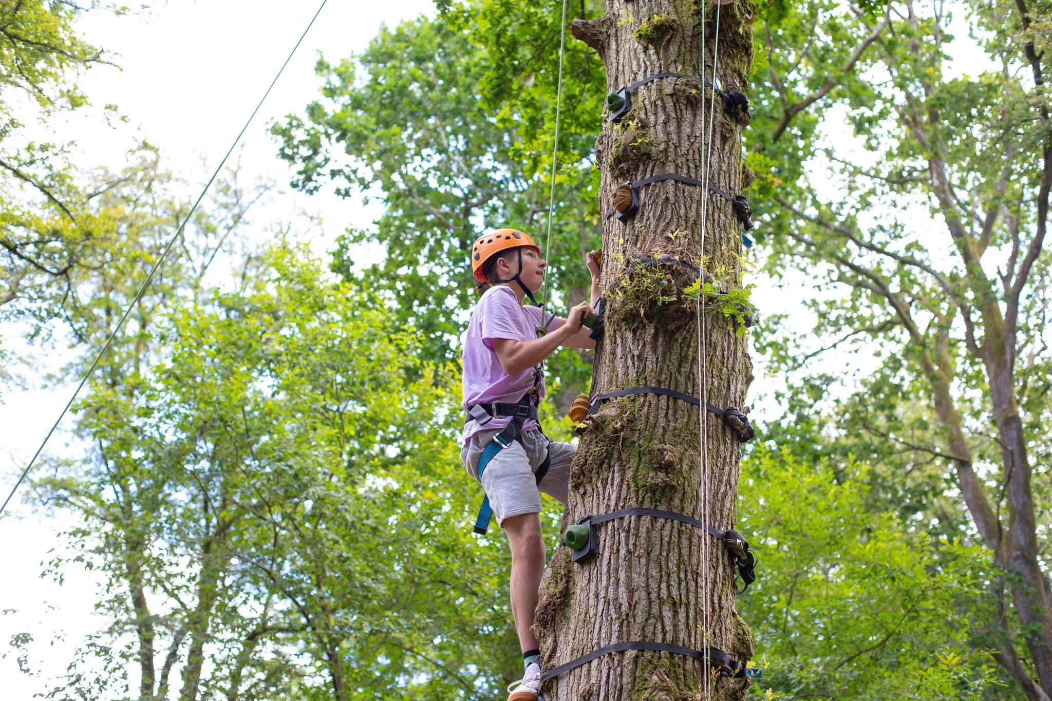 Scale the tree using climbing holds while safely secured with a harness and rope system.