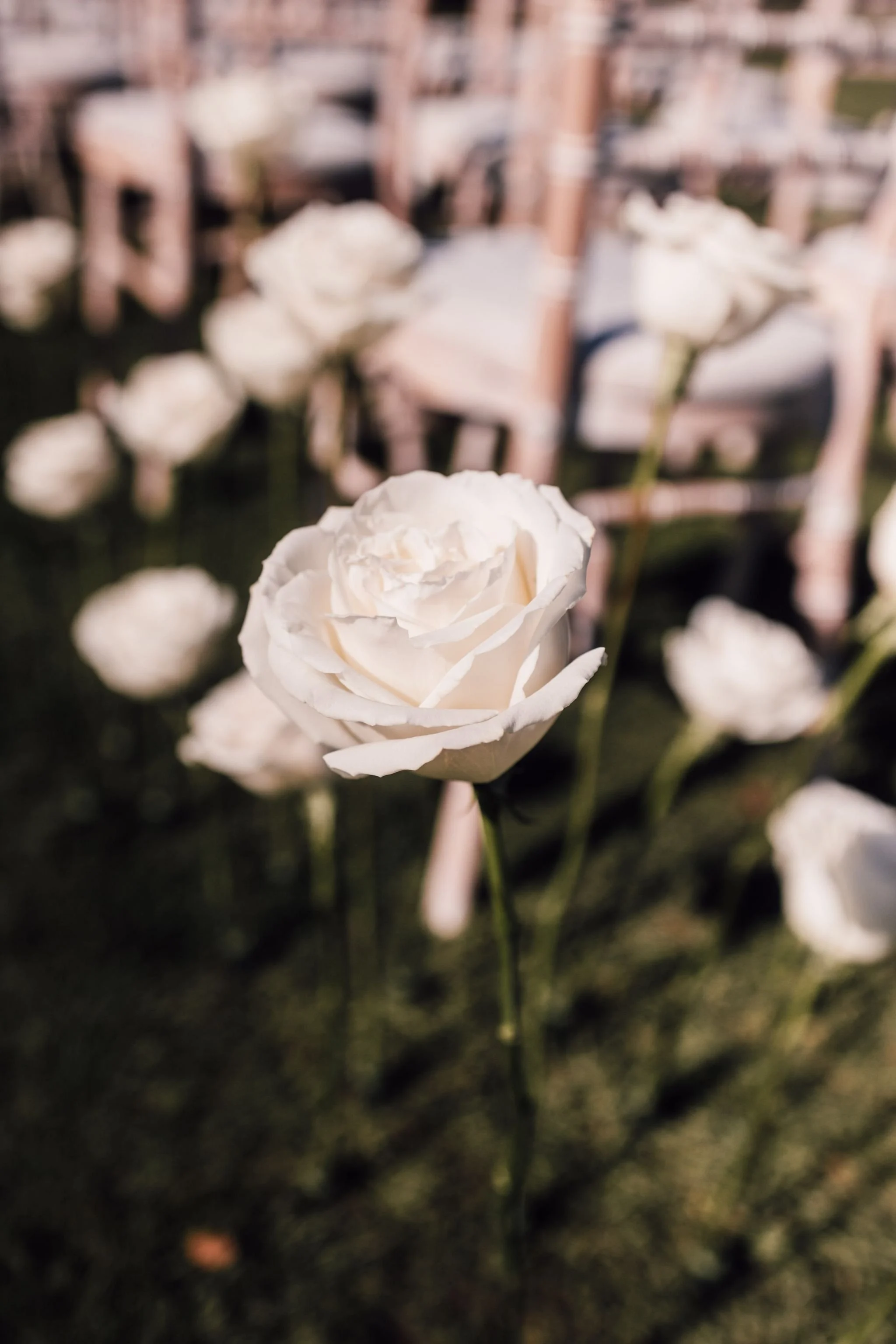 A close-up view of a white rose with blurred white roses and chairs in the background.