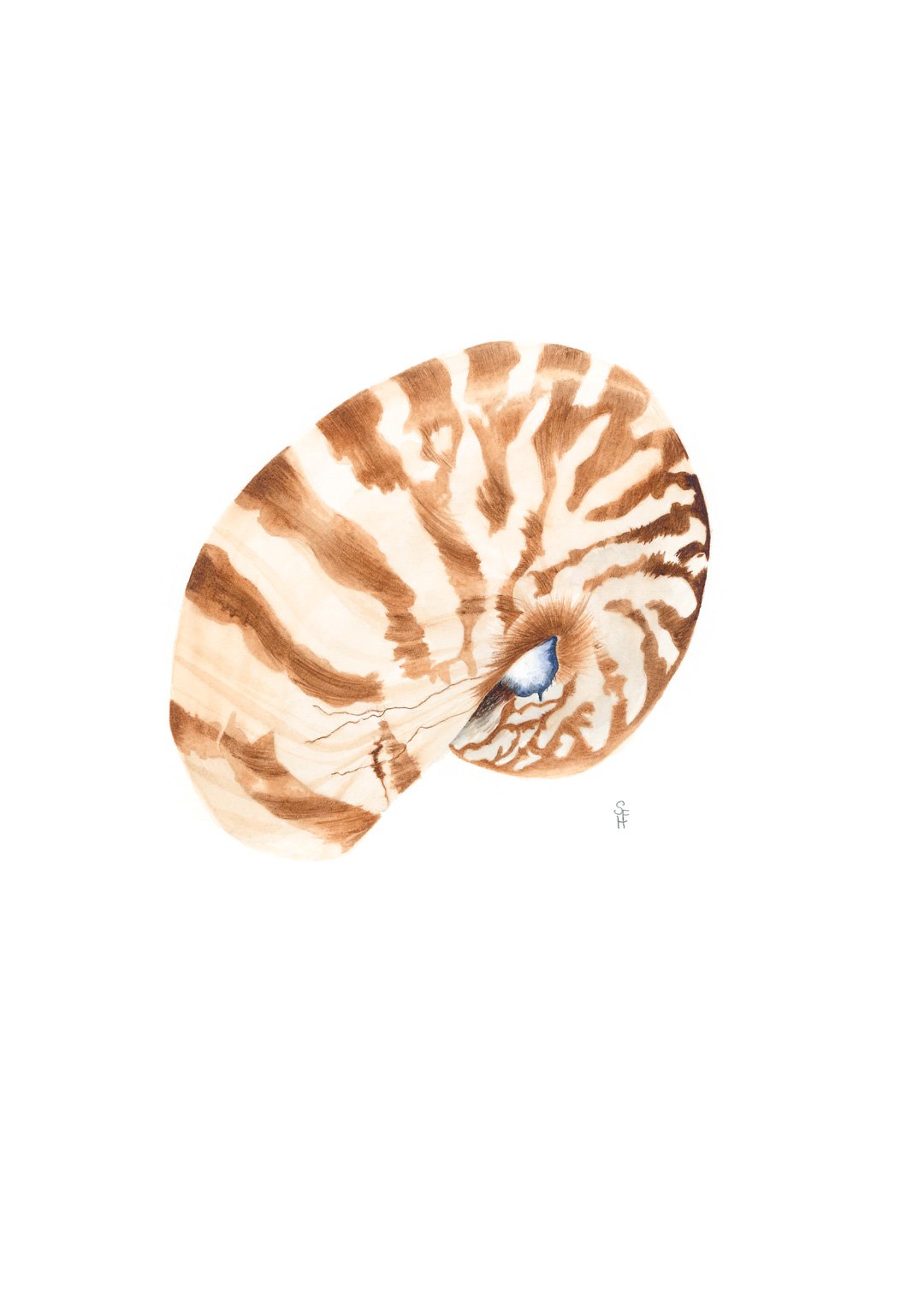 SusanHoy-NautilusShell-A4-WEB_RES.jpg
