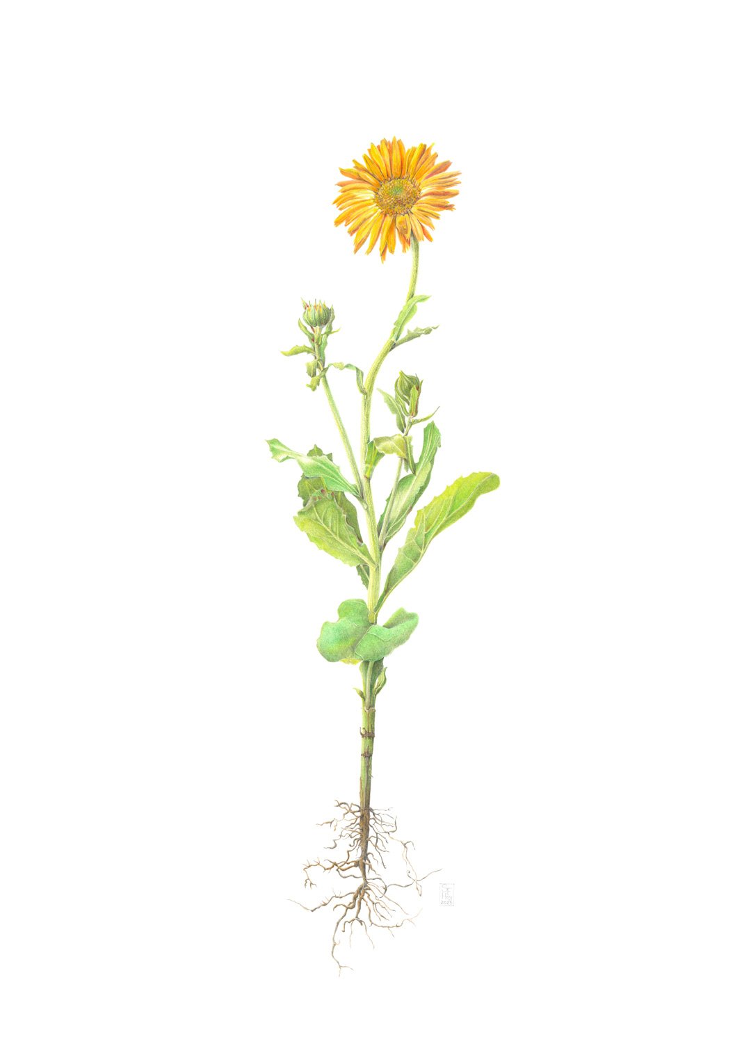 Calendula officinalis