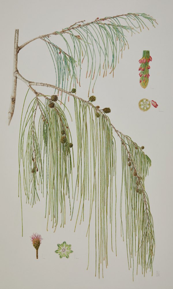Casuarina equisetifolia