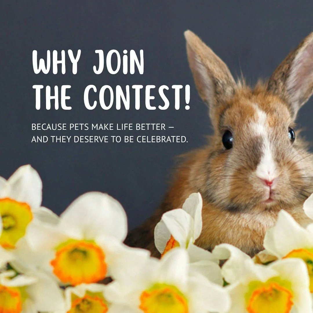 Why Join Our Spring Pet Photo Contest?

Because pets make life better &mdash; and they deserve to be celebrated.

Our Spring Pet Photo Contest is simply a fun way to bring our community together and highlight the pets that are such an important part 