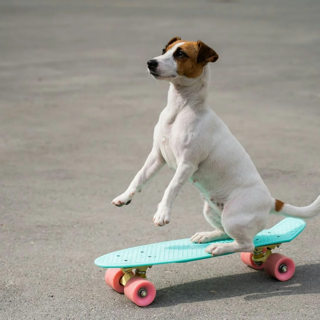 🐾 Pet Superlatives!

Every pet has their special talent.

Tell us which one fits your pet best:

🏃 Fastest zoomies
🛏 Best napper
🍗 Biggest food thief
🎭 Most dramatic
🧸 Biggest cuddle bug

Comment the title your pet deserves!

And if you haven&r