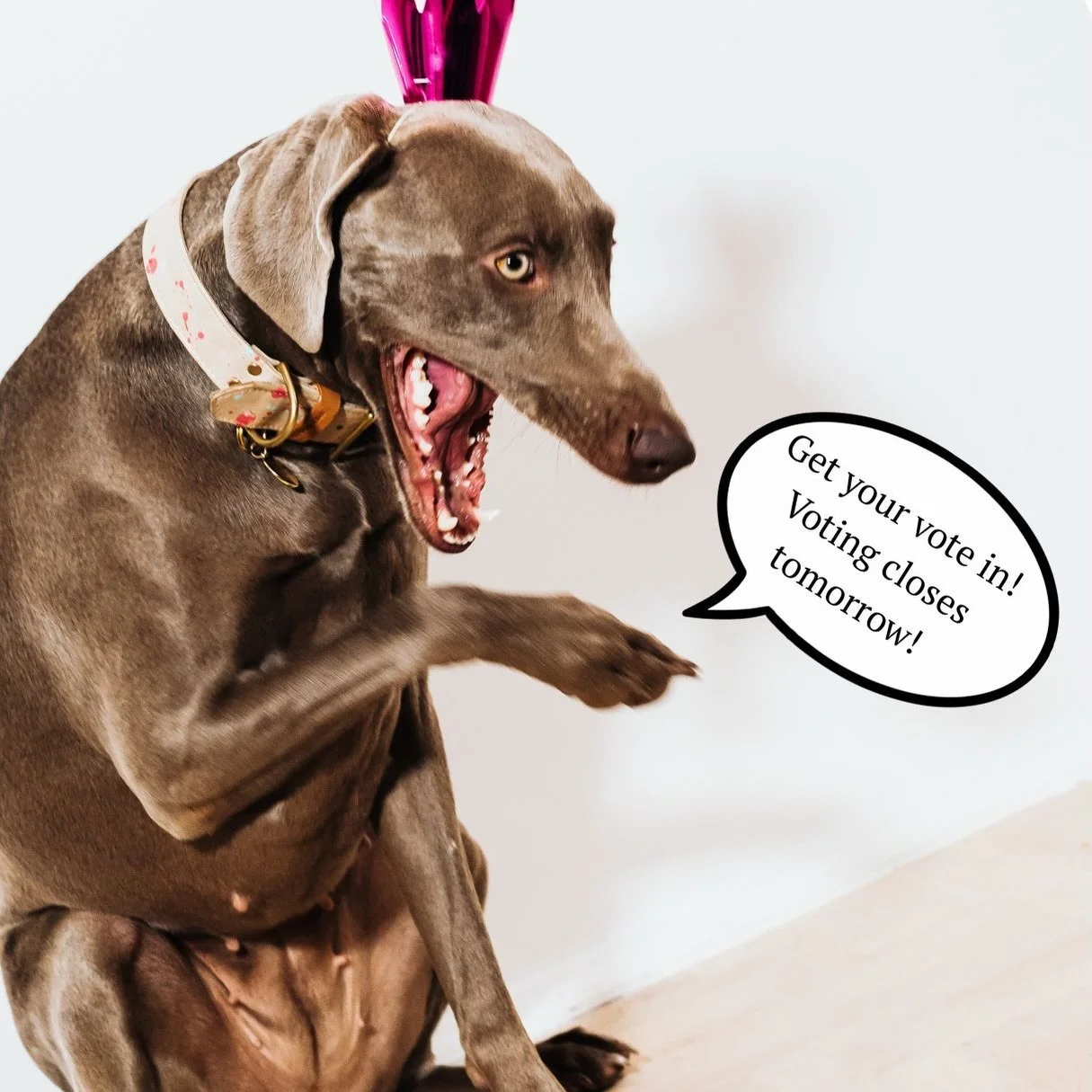 Voting Closes Tomorrow, April 26th for our Spring Pet Contest! Make sure to head to our Facebook page to get your vote in! We can&rsquo;t wait to see who wins! 

Co-sponsors: 
Ivy &amp; Rae Boutique The Rustic Brush - Katy

#SpringPetContest #petsare