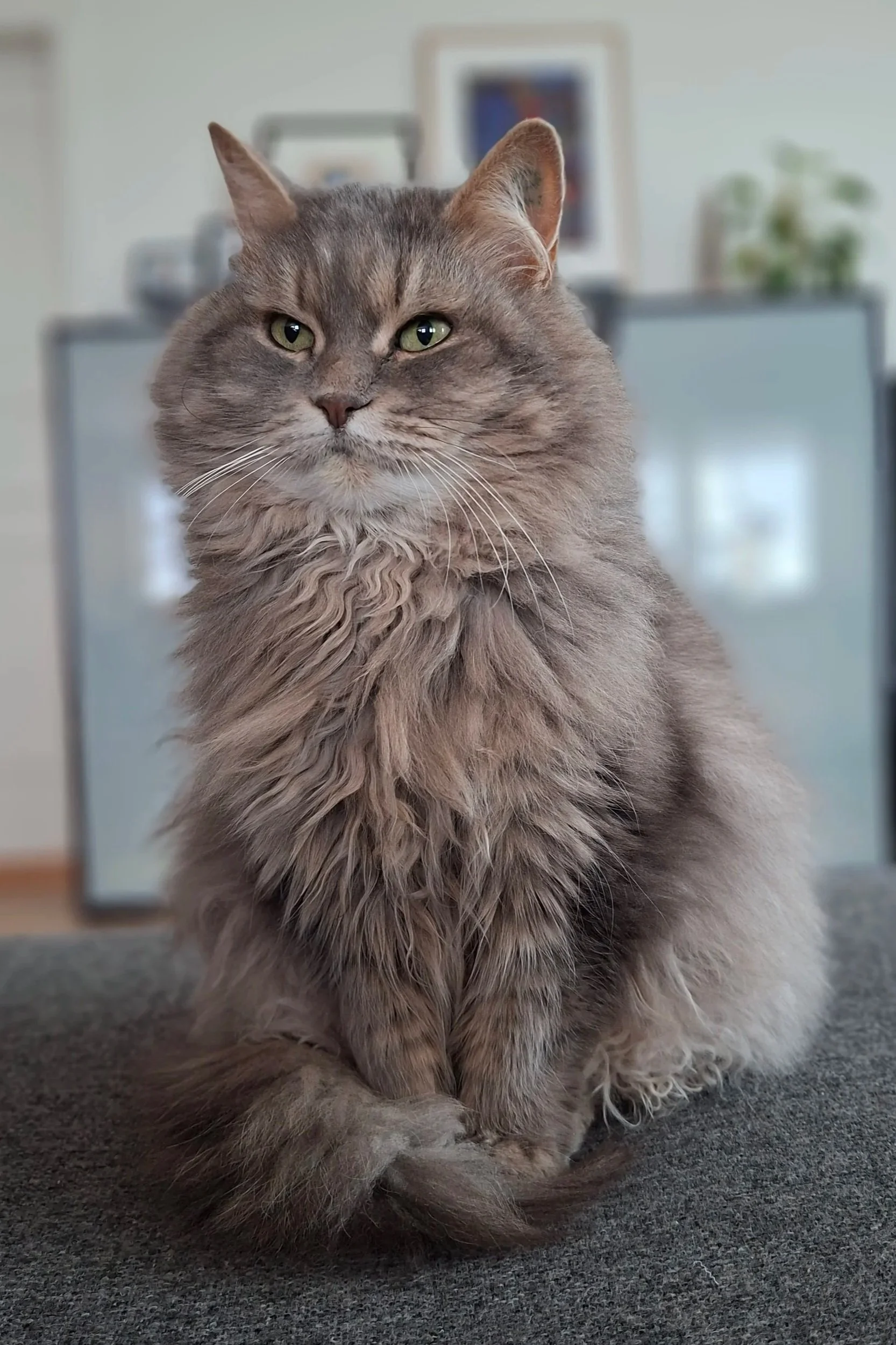 A long-haired gray cat sitting on a dark surface indoors with a blurred background of a living room.