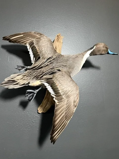pin tail.jpeg