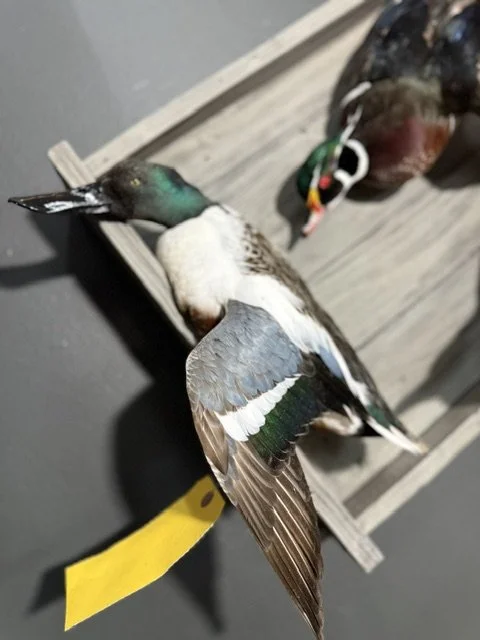 dead duck box 2.jpeg