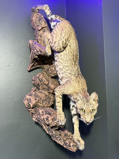 bobcat.jpeg