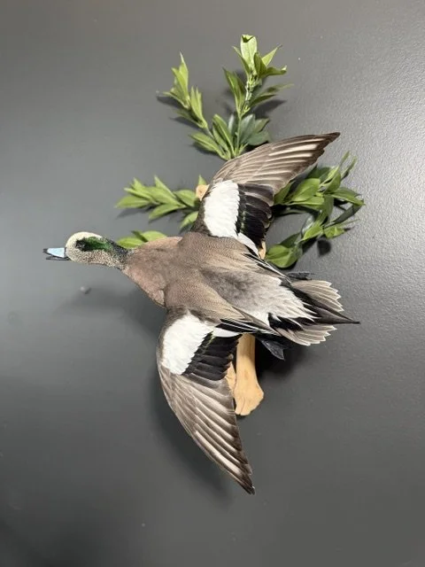 Wigeon.jpeg