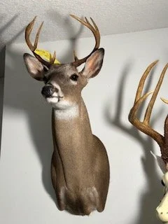 Deer.jpeg