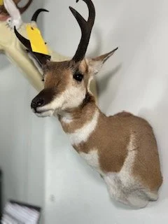 antelope.jpeg