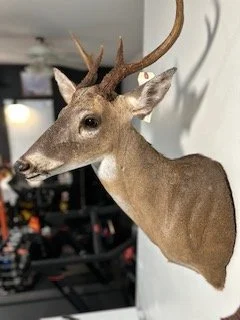 Deer 2.jpeg