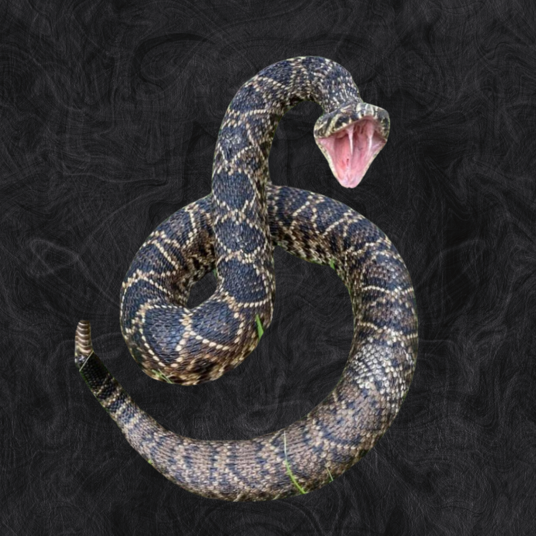 rattlesnake.png