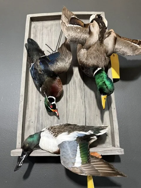 duck box.jpeg