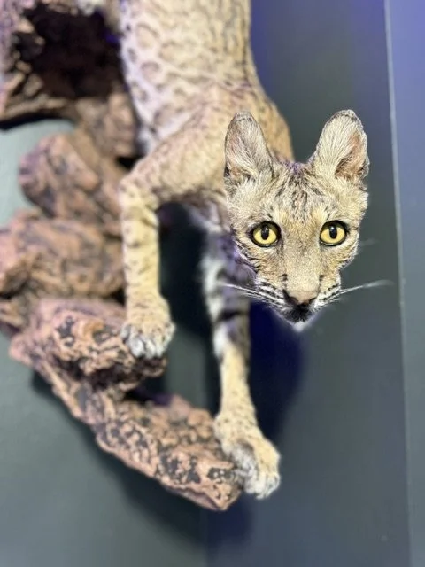zoomed backcat.jpeg