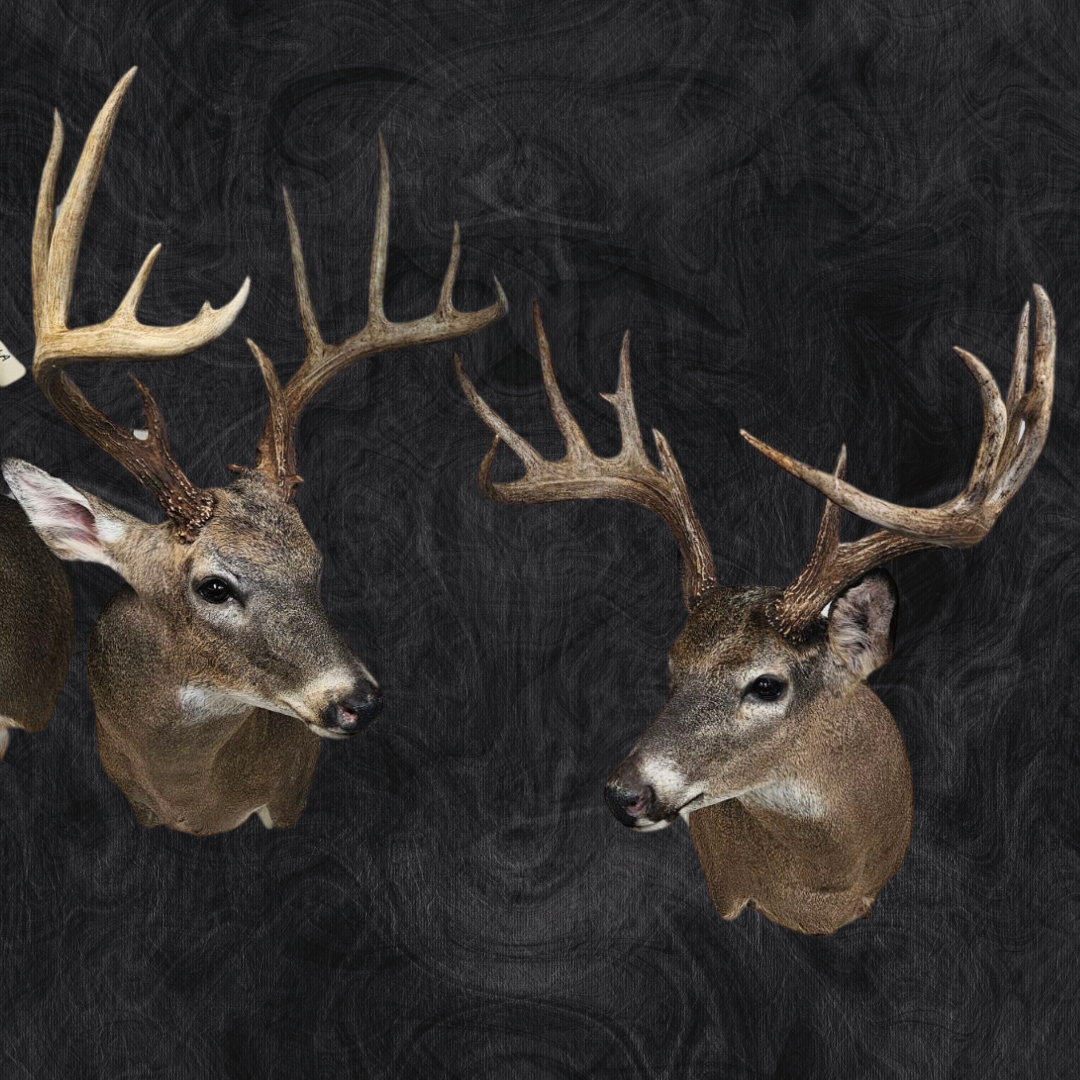 deer mounts.png