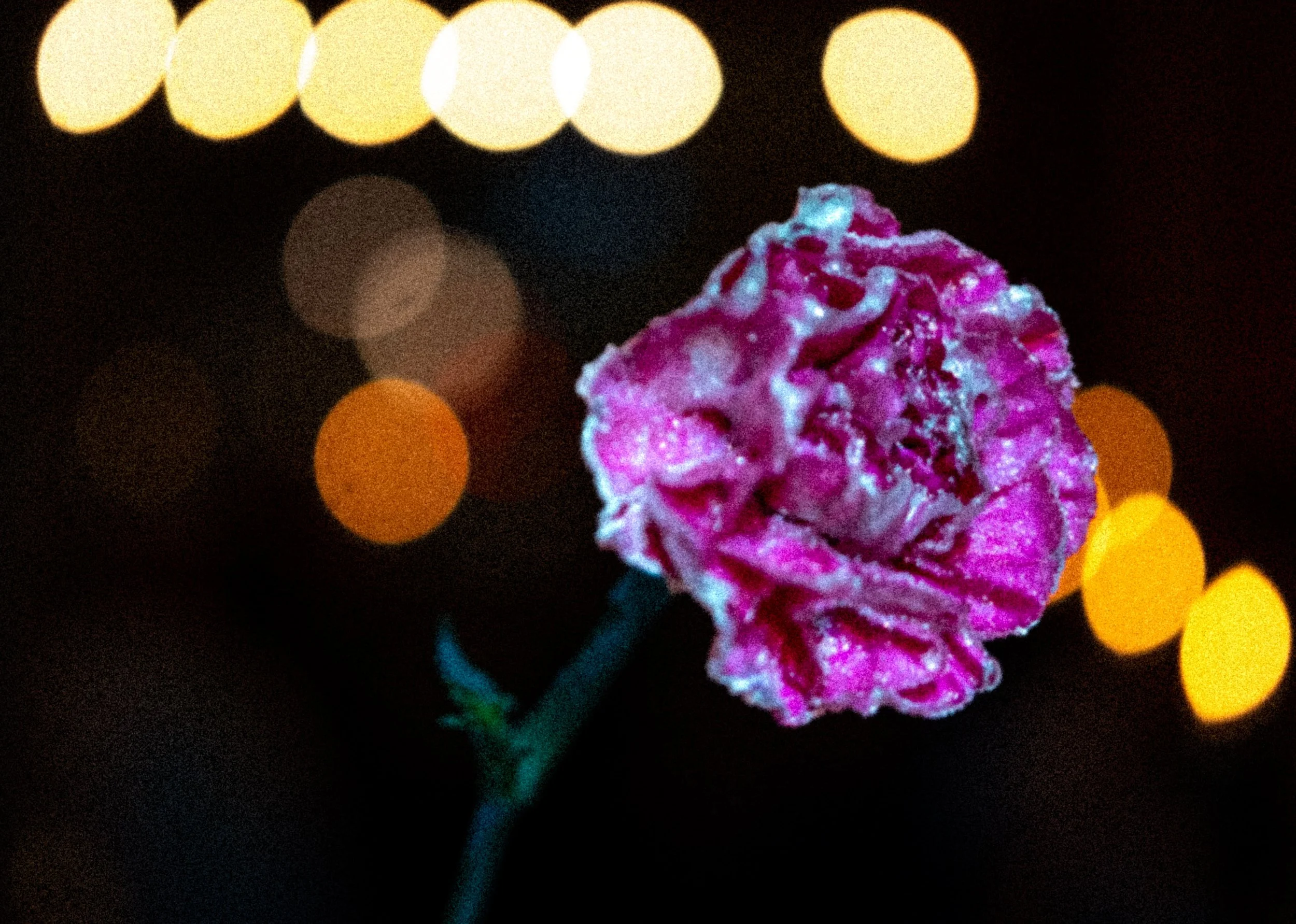 HQ-2025-02-14 Lily's Valentines Speed Dating-0731.jpg