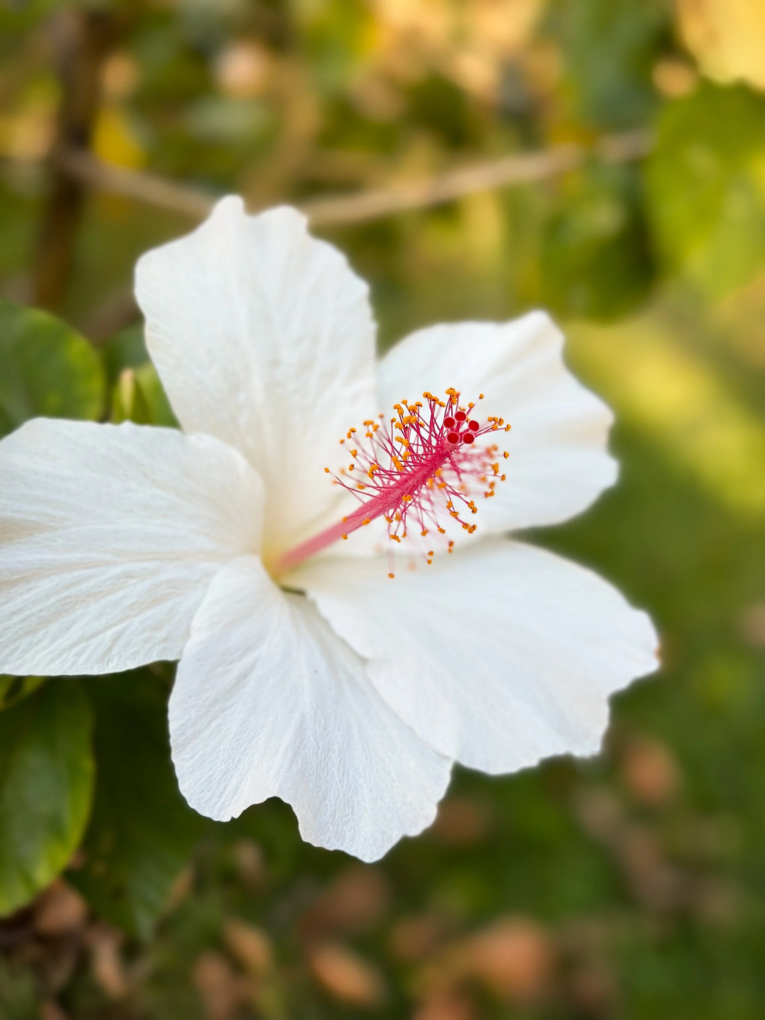 KWP_Kauai_010.jpg