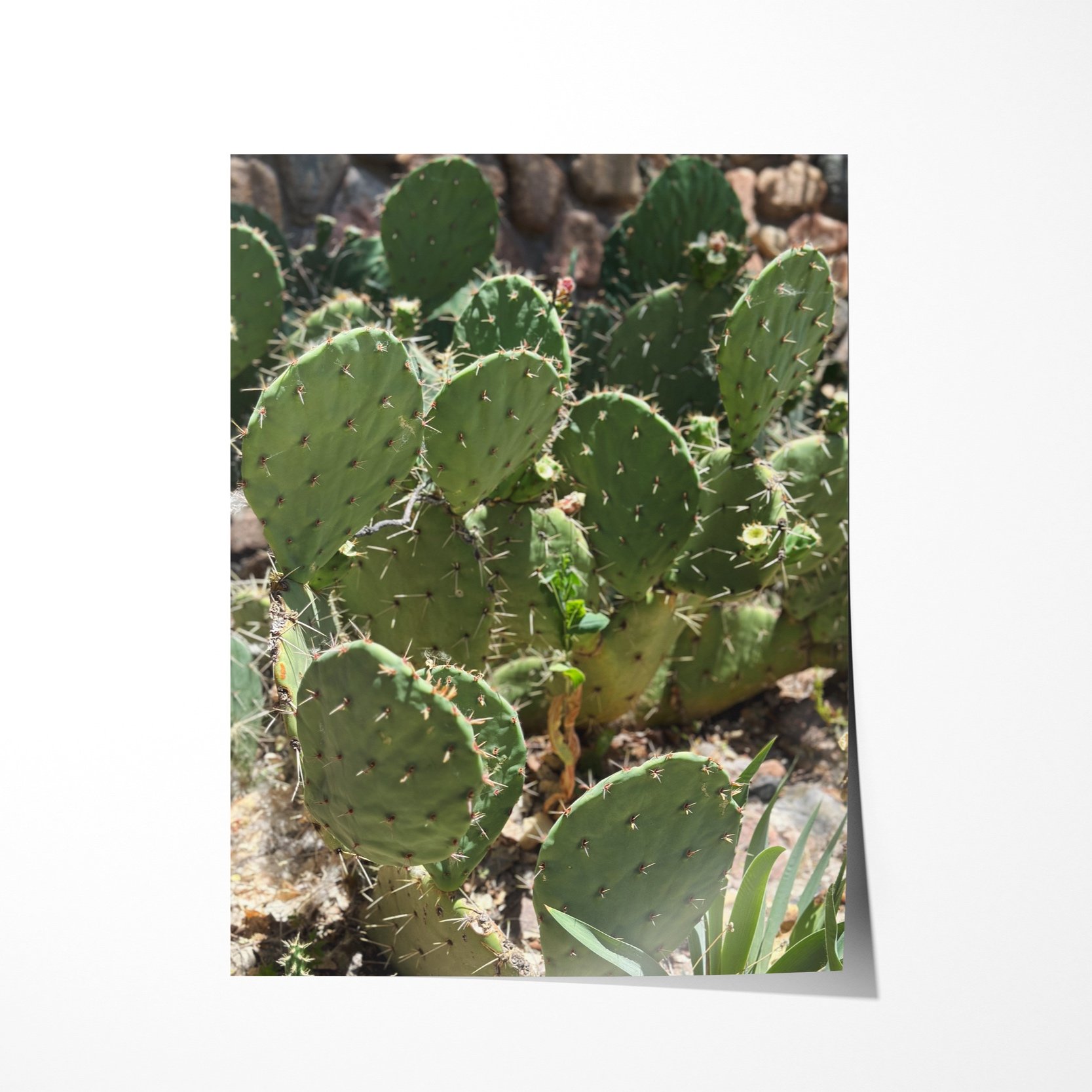 017-print-4.jpg