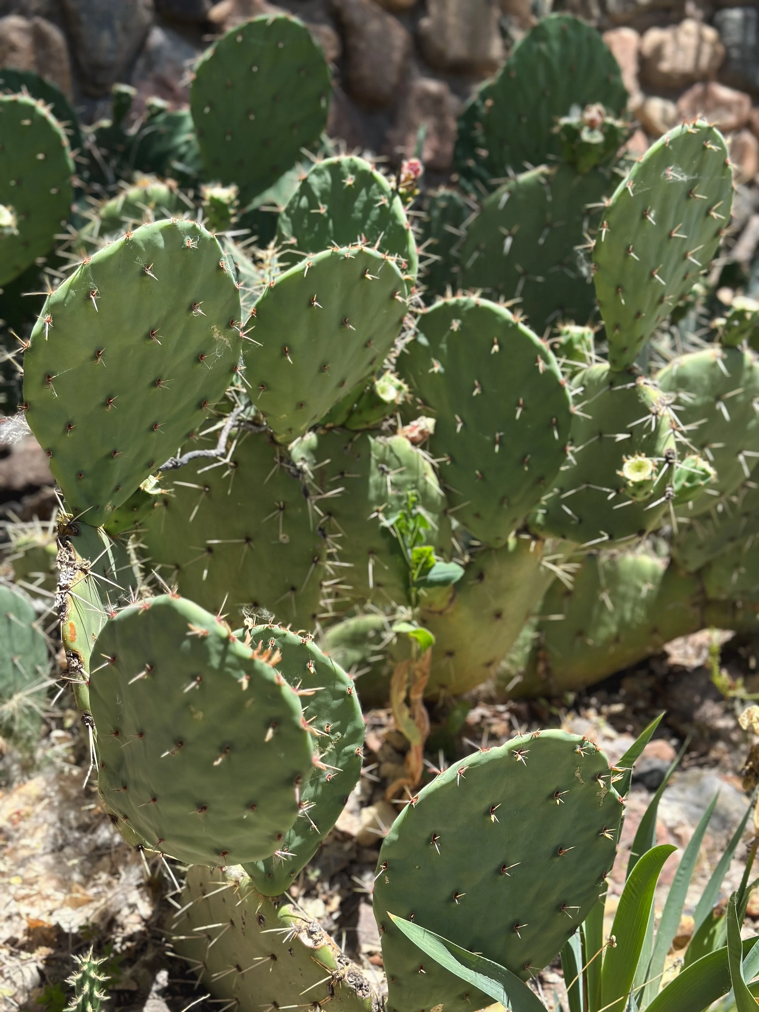 KWP_Arizona_002.jpg