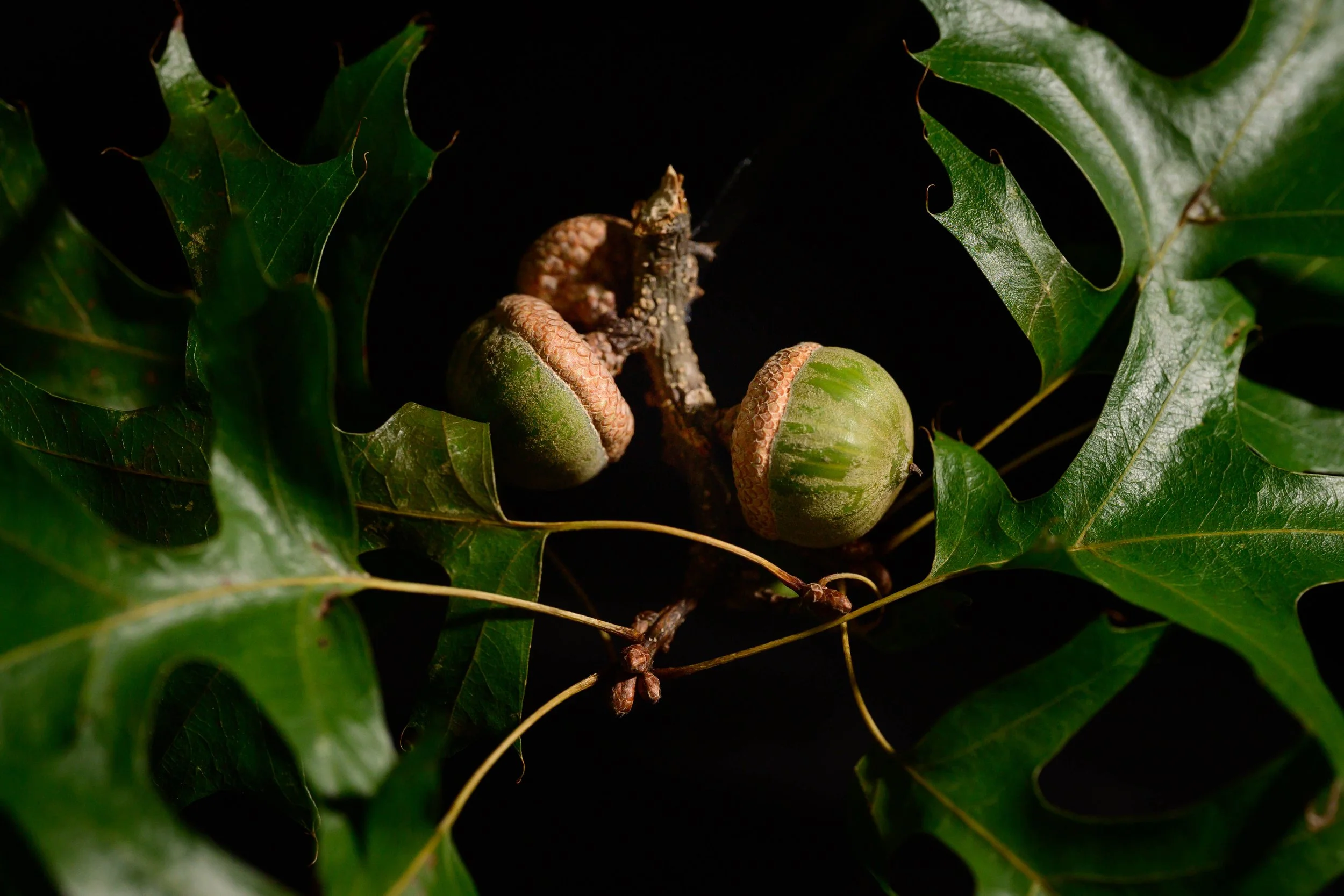 Pro-Capture One 0085-1.jpeg