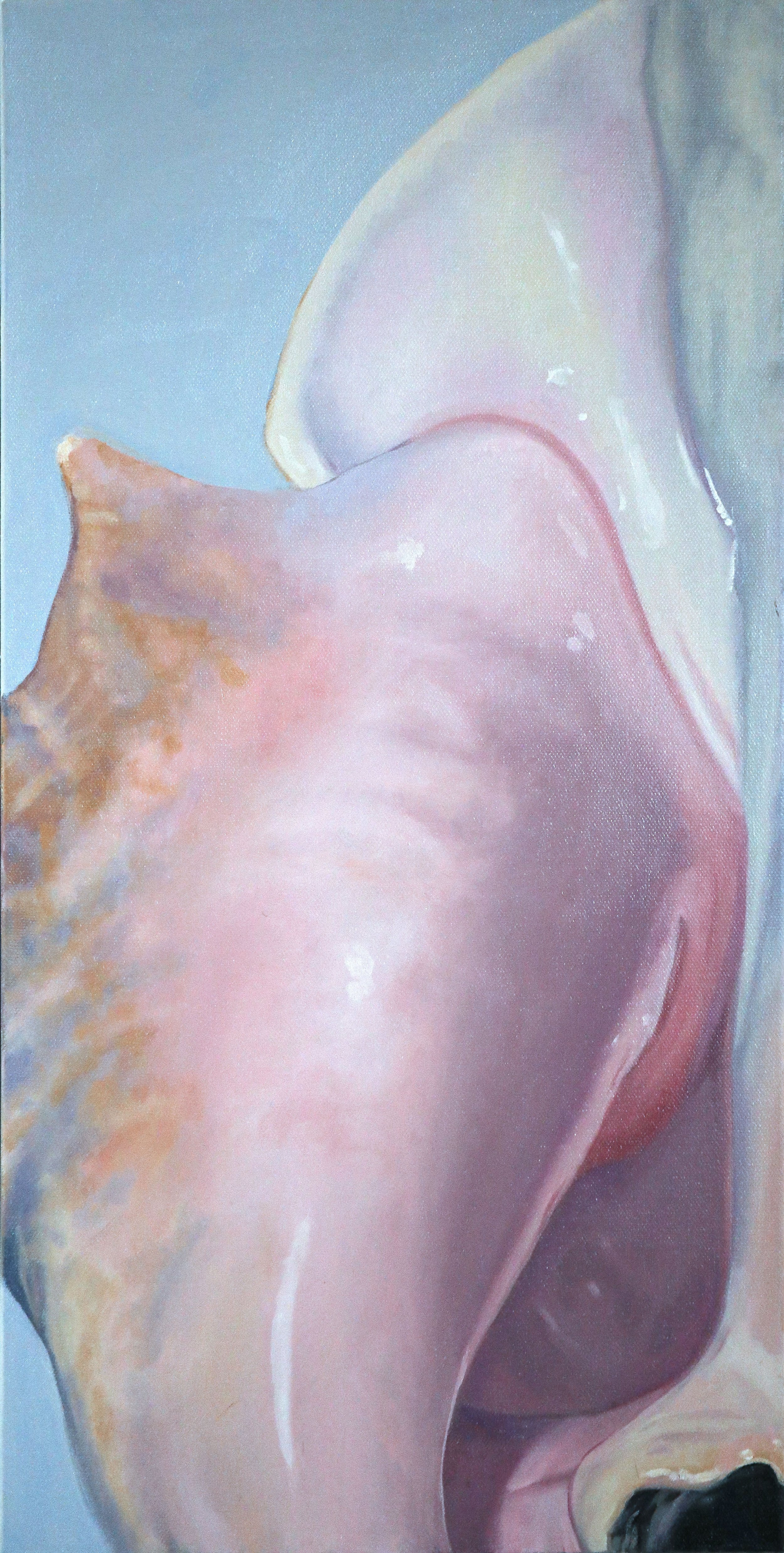 seashell.jpeg