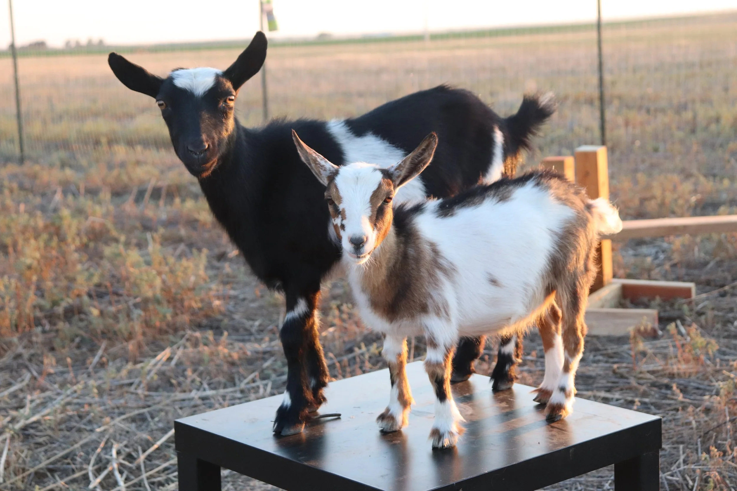 IMG_0995 goats 2.JPG