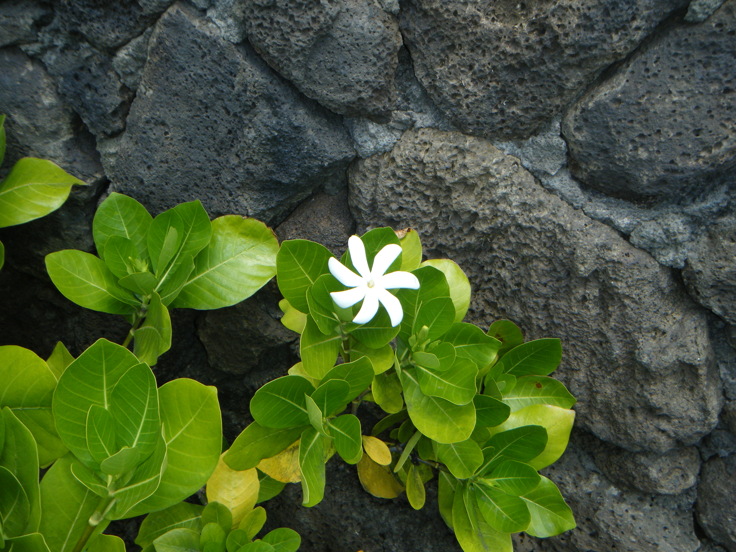 Flower.png