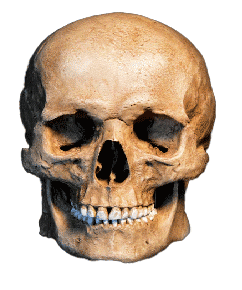 Skull.gif