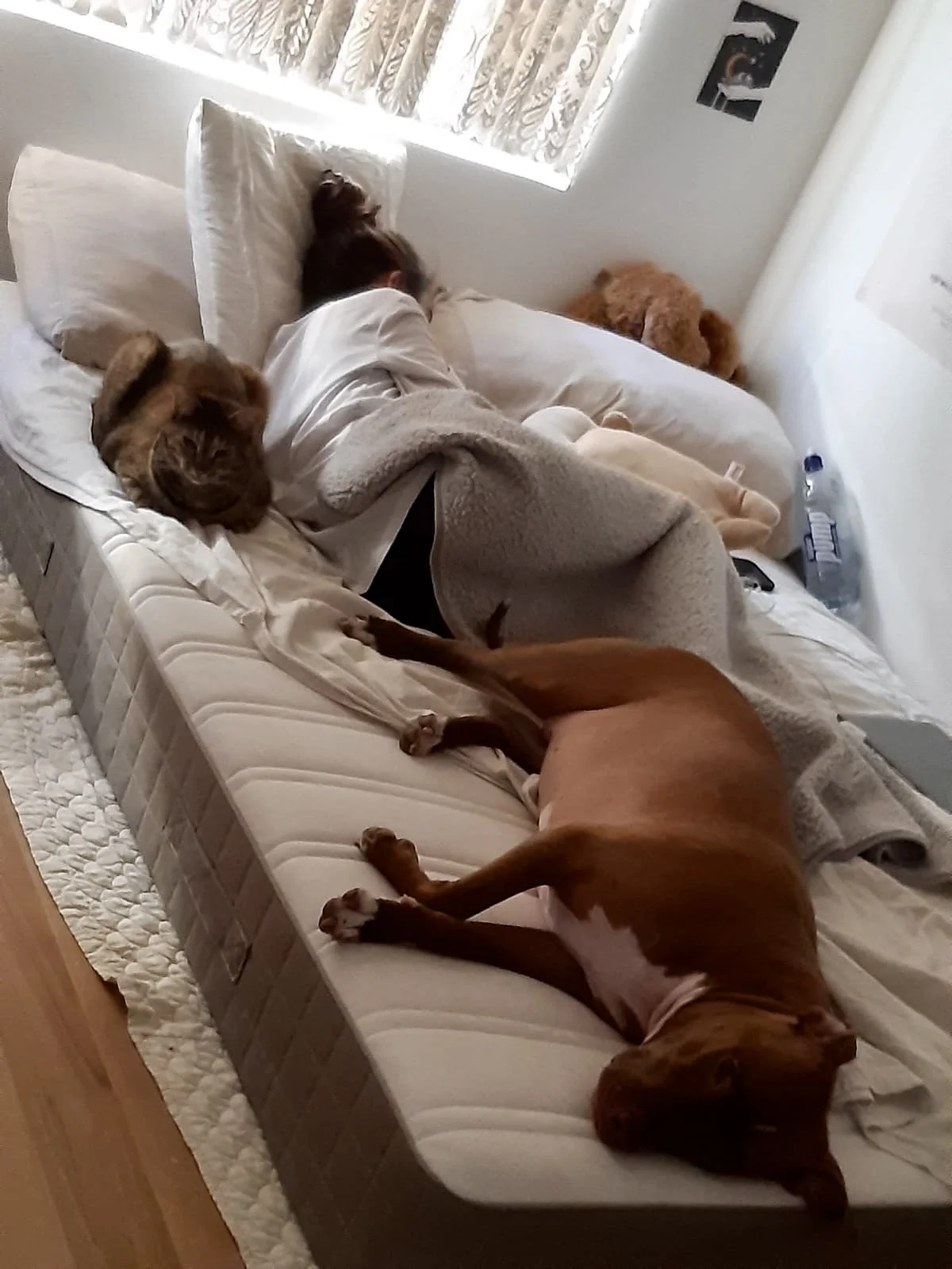 A woman sleeping on a bed surrounded by three dogs, one lying on her chest, one lying on her stomach, and another near the window.