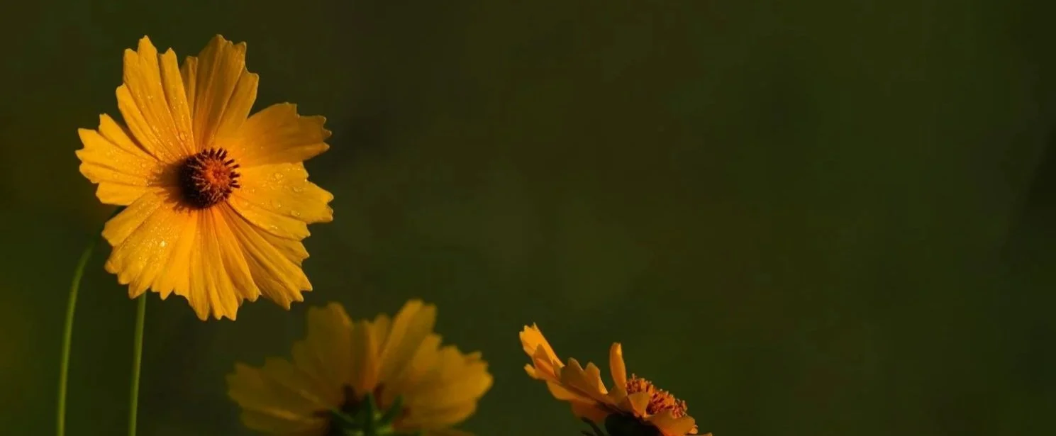 nashville therapist, therapy in nashville tn, holistic therapy nashville