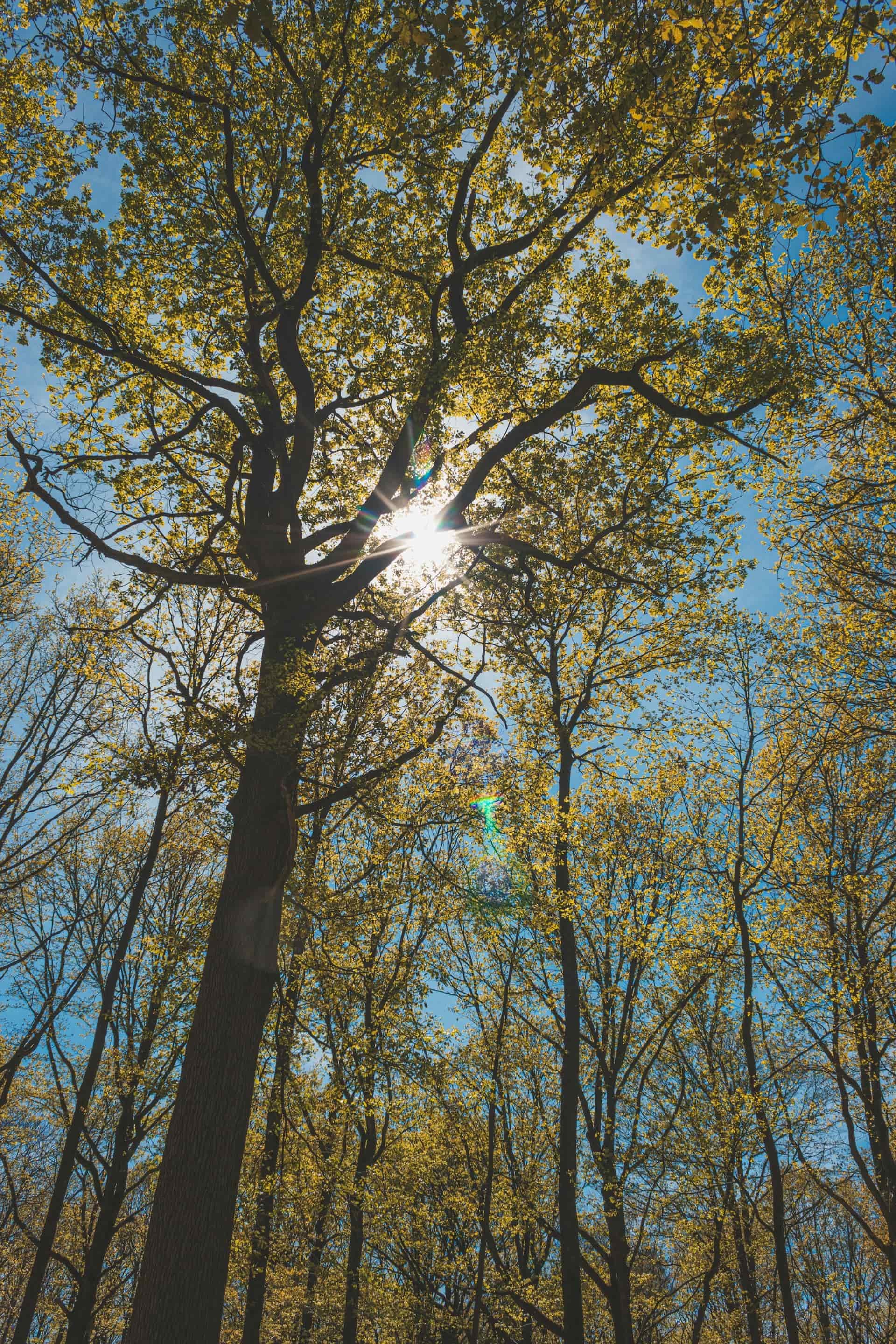 emdr therapy nashville