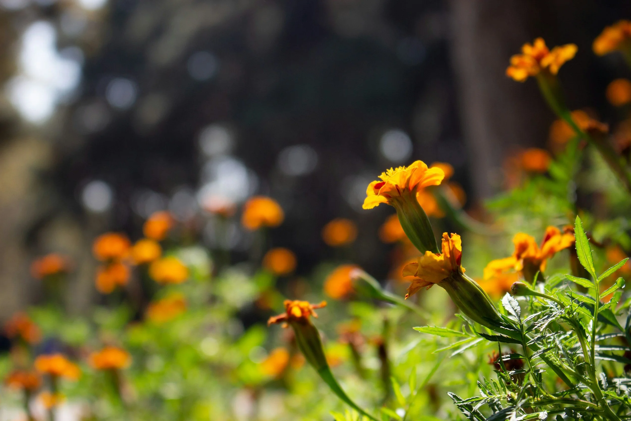 Close-up of vibrant yellow and orange flowers with green stems and leaves, blurred colorful background, and bokeh effect.