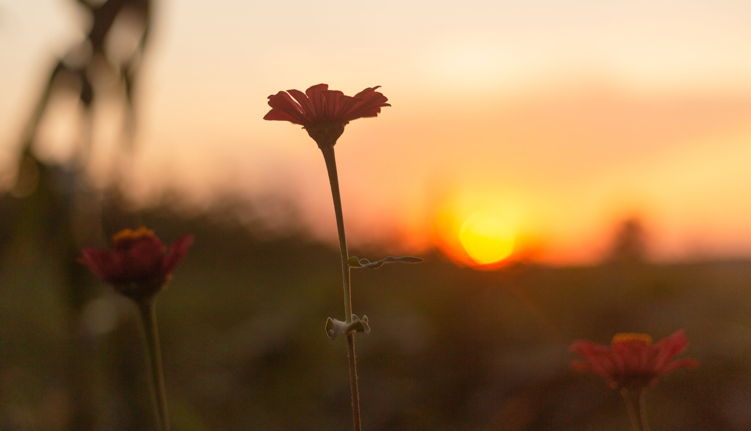 Rooted and Present: A Midlife Gathering for Women