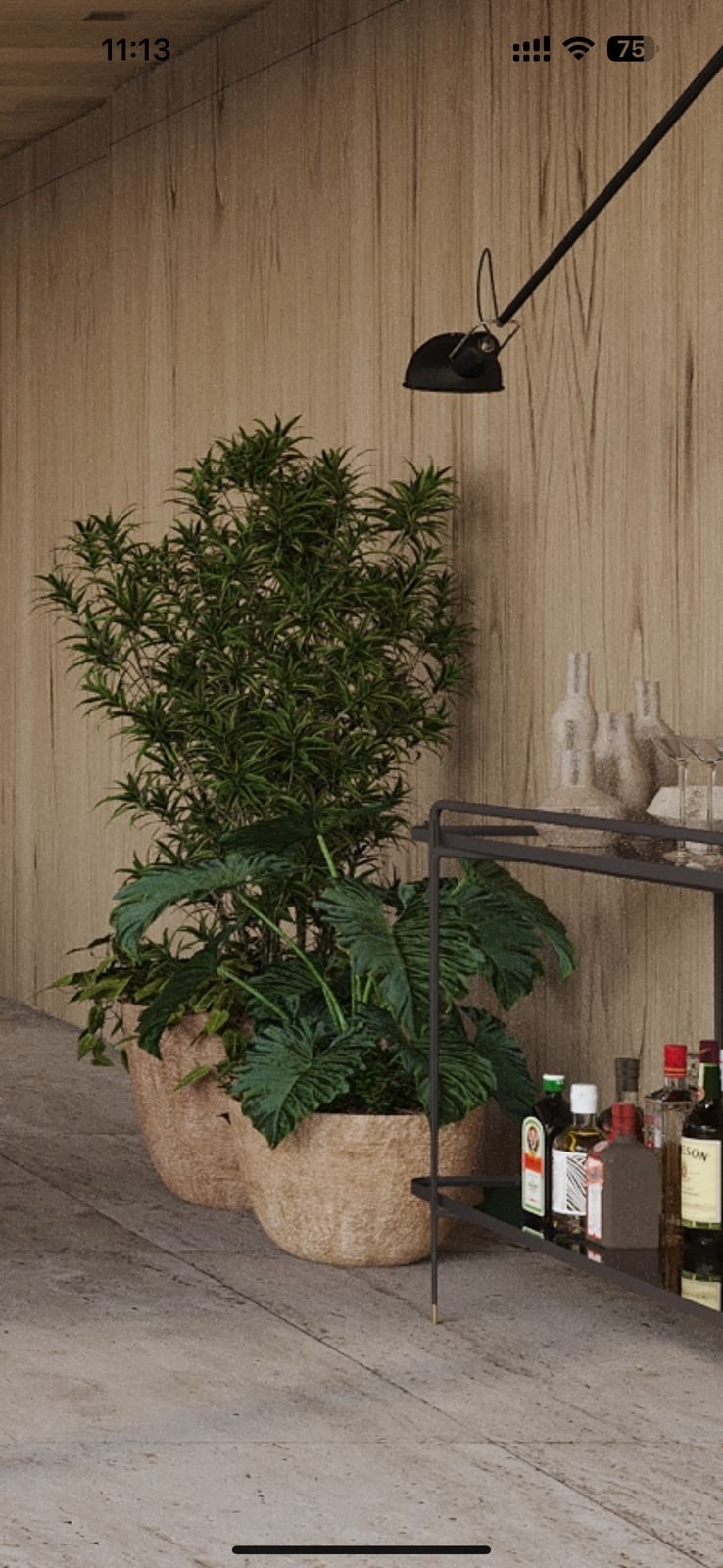 Planta.jpeg