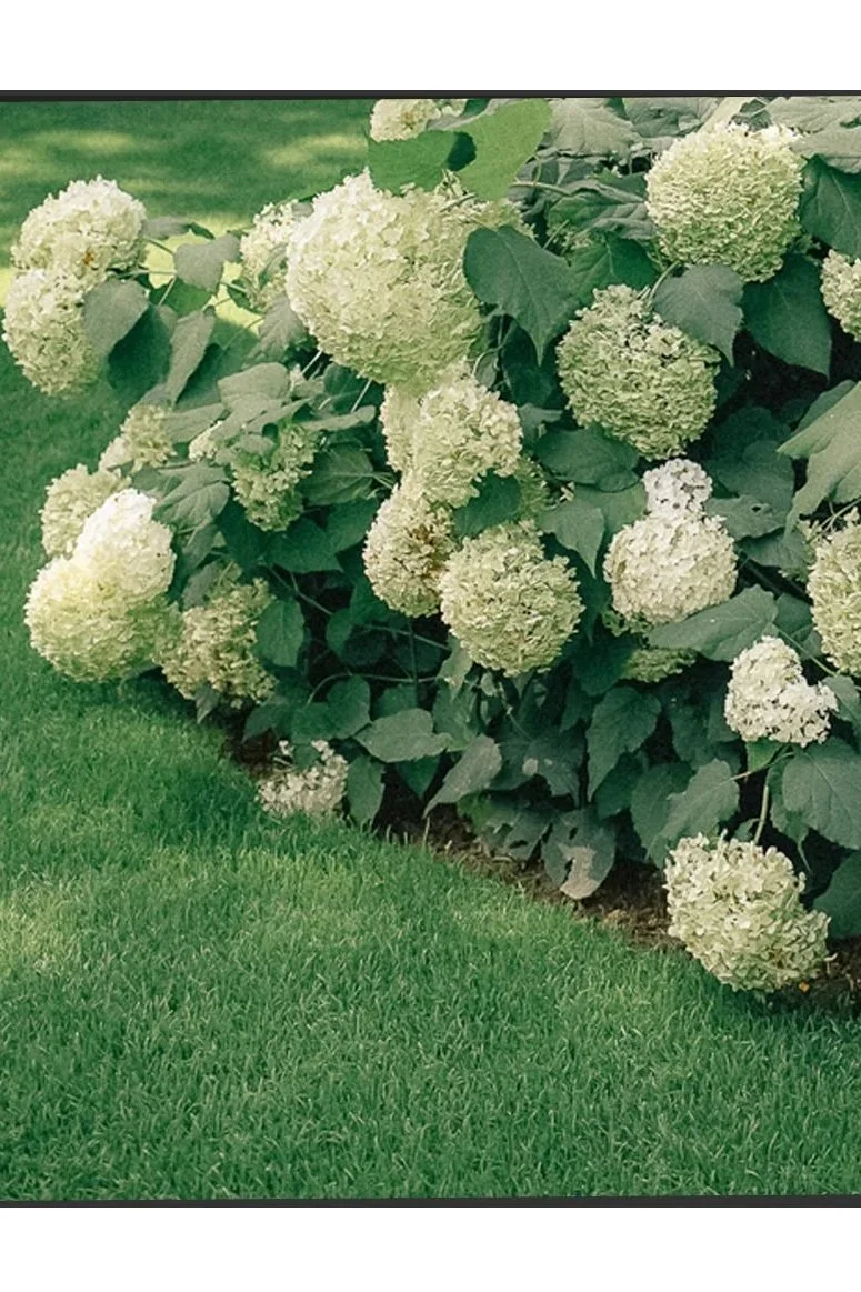 Buchsbaumhecke mit weißen Hydrangea-Blüten am Rand eines grünen, gepflegten Rasens im Garten.